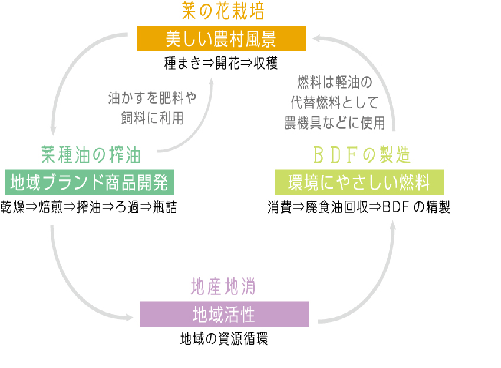 菜の花　図.png